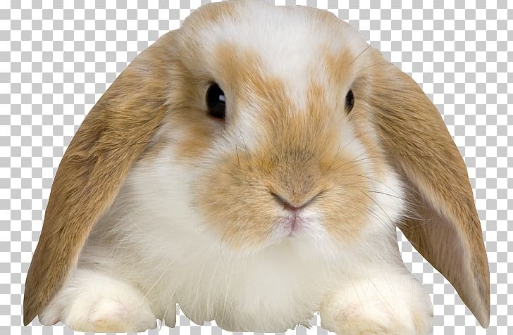 Holland Lop English Lop Domestic Rabbit Morkie PNG, Clipart, Animal, Big Cat, Bunny Baby, Cuteness, Domestic Rabbit Free PNG Download