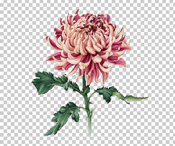 Japan Chrysanthemum Botanical Illustration Painting Drawing PNG, Clipart, Annual Plant, Art, Botany, Cartoon, Chrysanths Free PNG Download