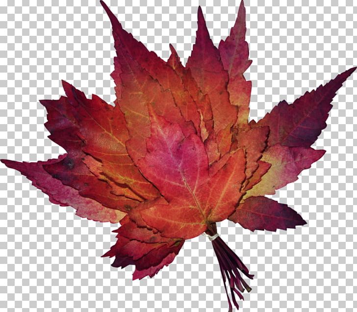 Portable Network Graphics Maple Leaf Autumn In The Rose Garden PNG, Clipart, Arrangement, Business Cluster, Download, Emka, Fall Leaves Free PNG Download
