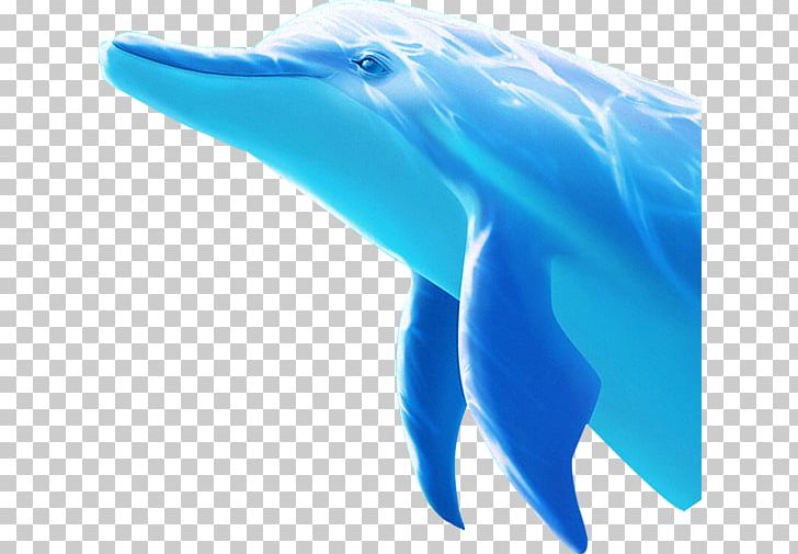 Tucuxi Common Bottlenose Dolphin PNG, Clipart, Animals, Aqua, Azure, Blue, Blue Dolphin Free PNG Download