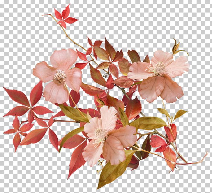 Flower Petal Cherry Blossom Plant PNG, Clipart, Blossom, Branch, Branching, Cherry, Cherry Blossom Free PNG Download