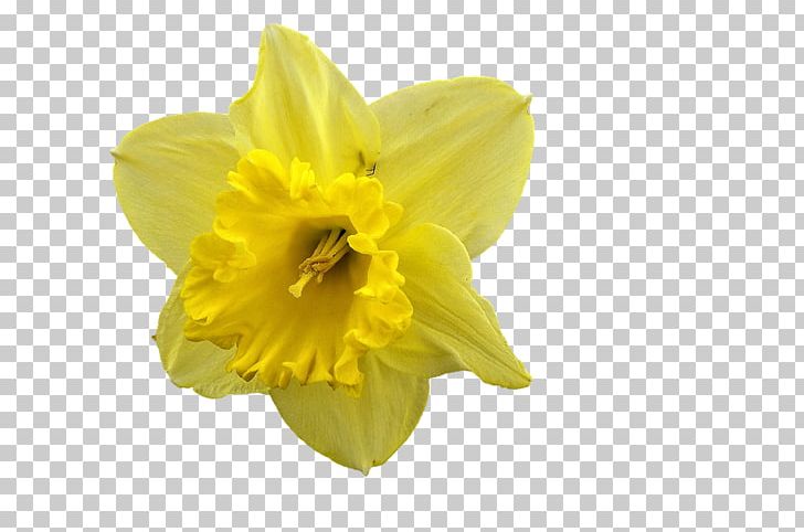 I Wandered Lonely As A Cloud Daffodil PNG, Clipart, Amaryllis Family, Daffodil, Download, Evening Primrose, Flower Free PNG Download