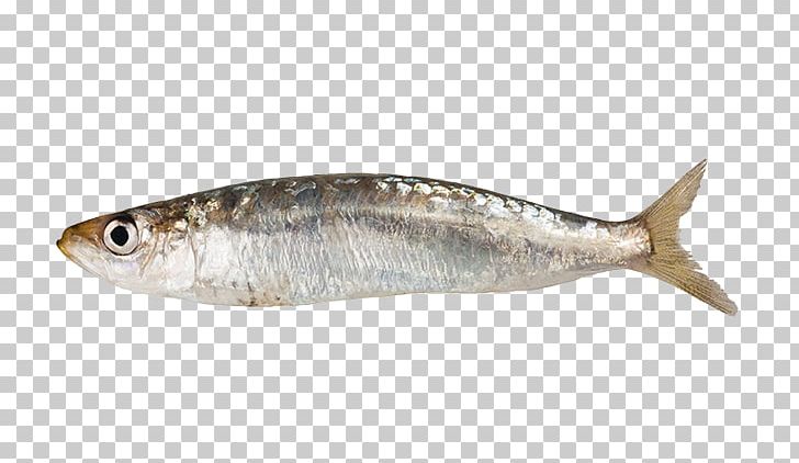Sardine Stock Photography Fish Anchovy PNG, Clipart, Anchovy, Animals, Animal Source Foods, Bluefish, Bony Fish Free PNG Download
