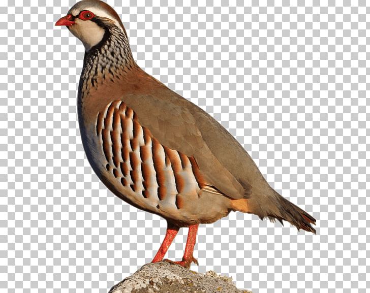 Chicken Red-legged Partridge Hunting Goose PNG, Clipart, Alectoris, Beak, Bird, Chicken, Duck Free PNG Download