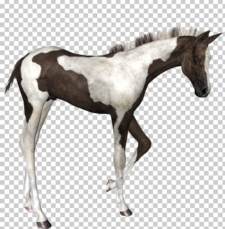 Foal Colt Stallion Mustang Mare PNG, Clipart, Animal, Bit, Colt, Computer Icons, Download Free PNG Download