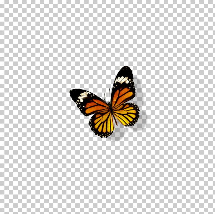 Monarch Butterfly Transparency And Translucency PNG, Clipart, Albums, Arthropod, Blue Butterfly, Brush Footed Butterfly, Butterflies Free PNG Download
