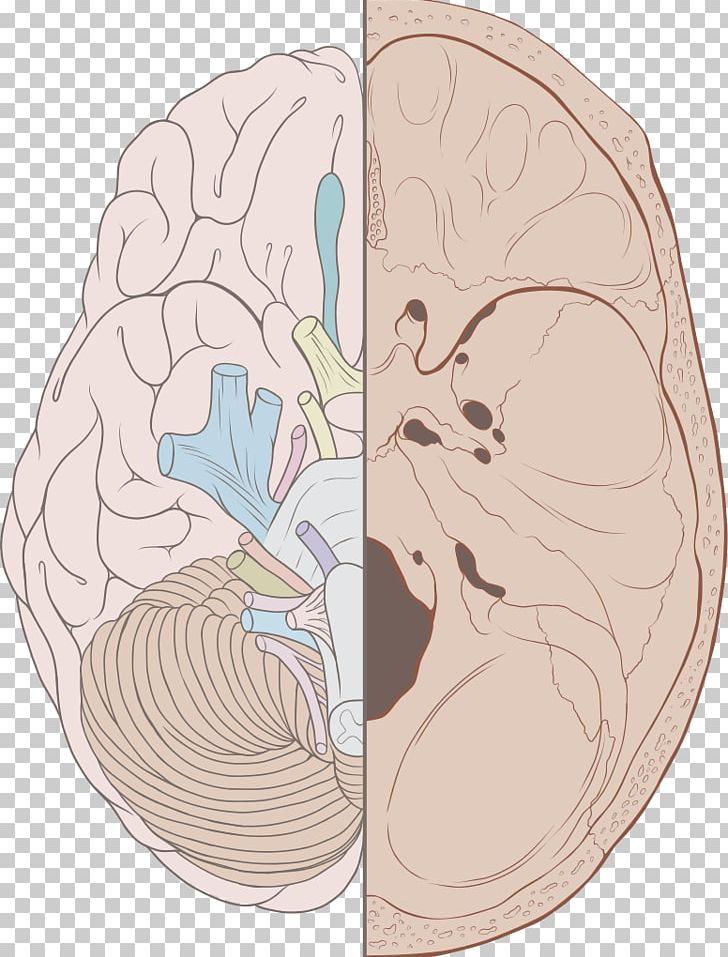 Cranial Nerves Vagus Nerve Olfactory Nerve Glossopharyngeal Nerve PNG, Clipart, Abducens Nerve, Art, Brain, Brainstem, Cranial Nerves Free PNG Download