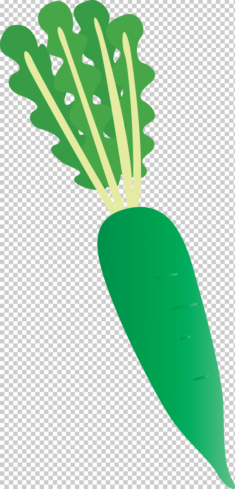 Radish PNG, Clipart, Biology, Geometry, Green, Leaf, Line Free PNG Download