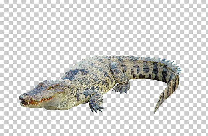 Crocodile Clip Photography PNG, Clipart, Alligator, American Alligator, Animals, Clips, Crocodil Free PNG Download