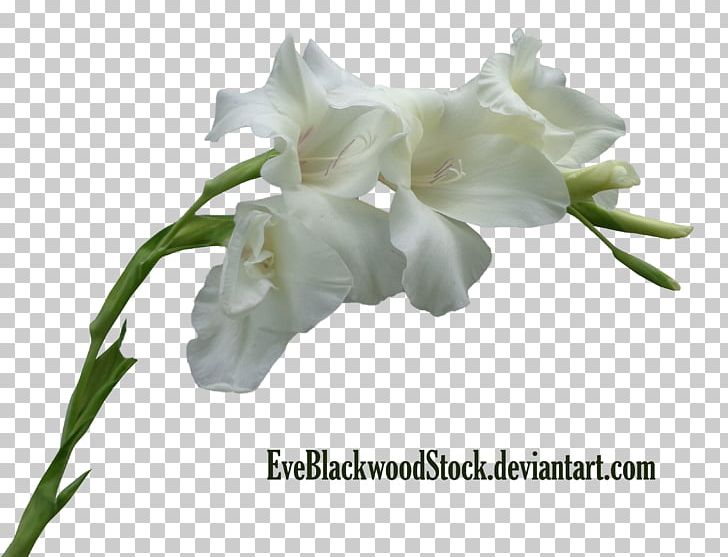 Cut Flowers Plant Stem Gladiolus PNG, Clipart, Bud, Cut Flowers, Deviantart, Flower, Flowering Plant Free PNG Download