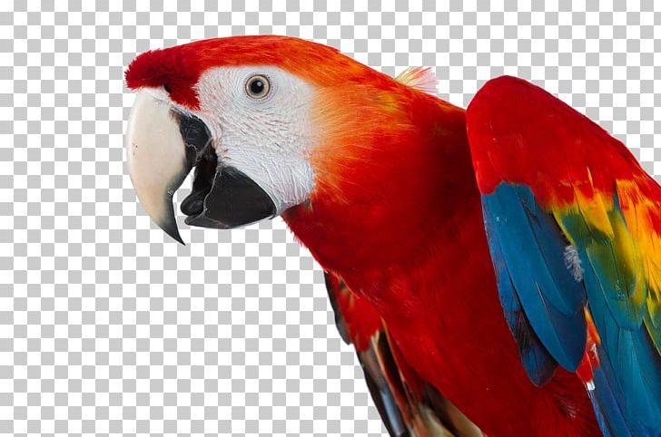 Exotic Shorthair Macaw Bird Pet Animal PNG, Clipart, Animal, Animals, Beak, Beija Flor, Bird Free PNG Download