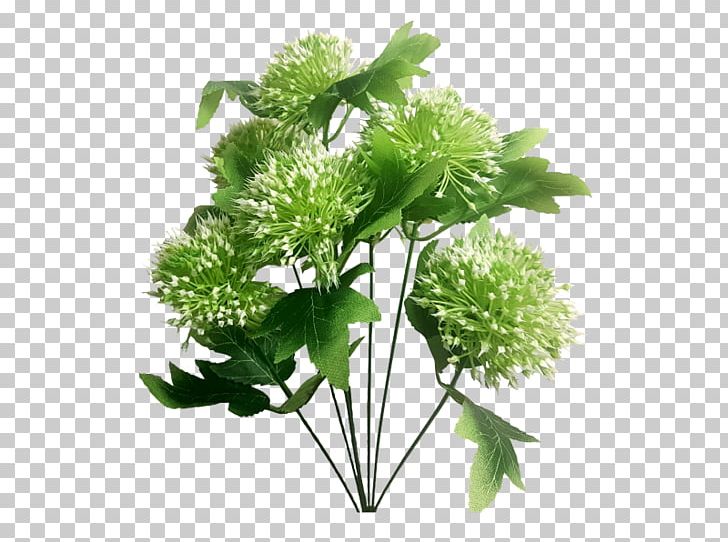 Parsley Herbalism Flower PNG, Clipart, Apiales, Flower, Gypsophila, Herb, Herbalism Free PNG Download