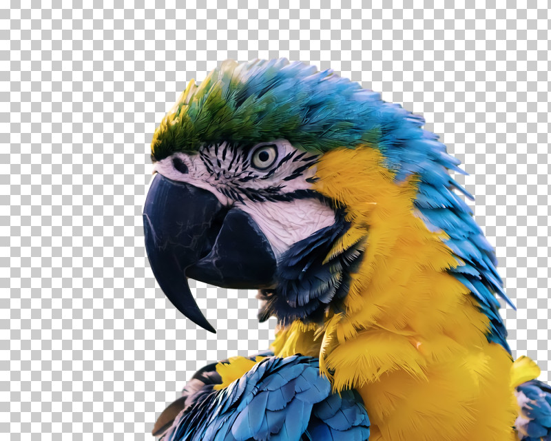 Feather PNG, Clipart, Beak, Birds, Blueandyellow Macaw, Budgerigar, Cockatiel Free PNG Download