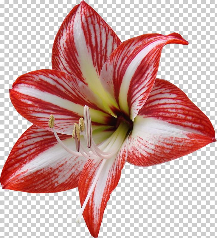 Cut Flowers Red Lilium Yellow PNG, Clipart, Amaryllis, Amaryllis Belladonna, Amaryllis Family, Color, Cut Flowers Free PNG Download