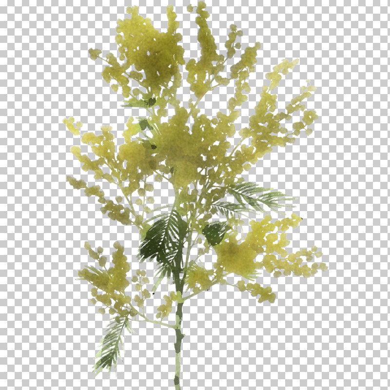 Plant Tree Leaf Flower Branch PNG, Clipart, Branch, Flower, Leaf, Plant, Plant Stem Free PNG Download