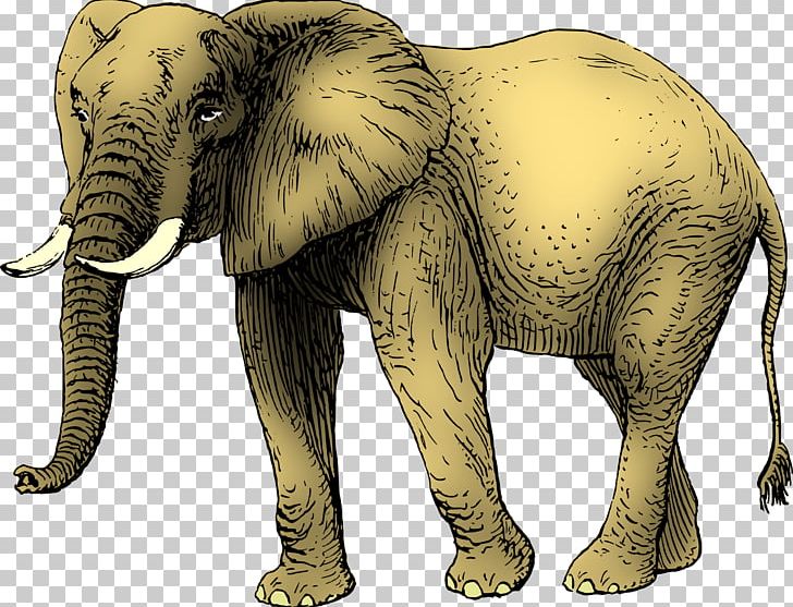 African Elephant Asian Elephant PNG, Clipart, African Elephant, Animals, Asian Elephant, Cattle Like Mammal, Download Free PNG Download