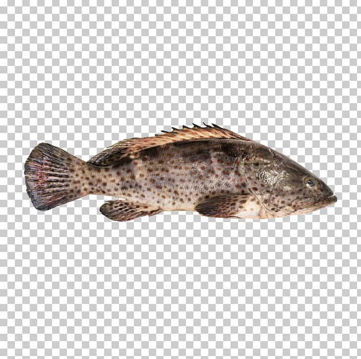 Orange-spotted Grouper Fish Hamour Brown Spotted Reef Cod PNG, Clipart, Animals, Banded Grouper, Brown Spotted Reef Cod, Cod, Fauna Free PNG Download