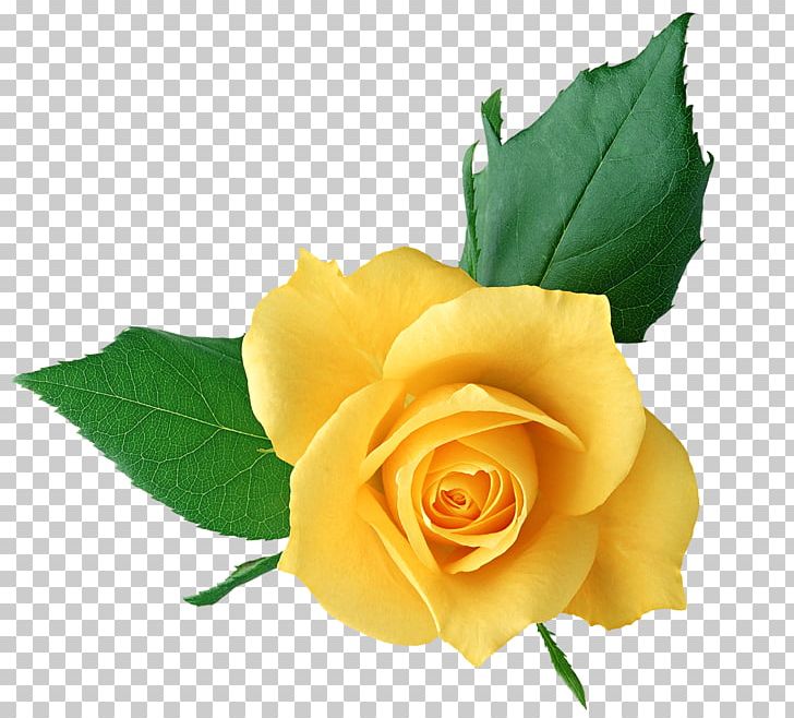 Rose Yellow Flower PNG, Clipart, Color, Cut Flowers, Desktop Wallpaper, Floribunda, Flower Free PNG Download