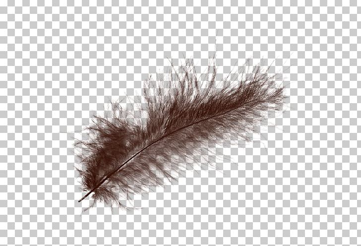 White Feather Raster Graphics PNG, Clipart, Animals, Black, Black And White, Color, Designer Free PNG Download