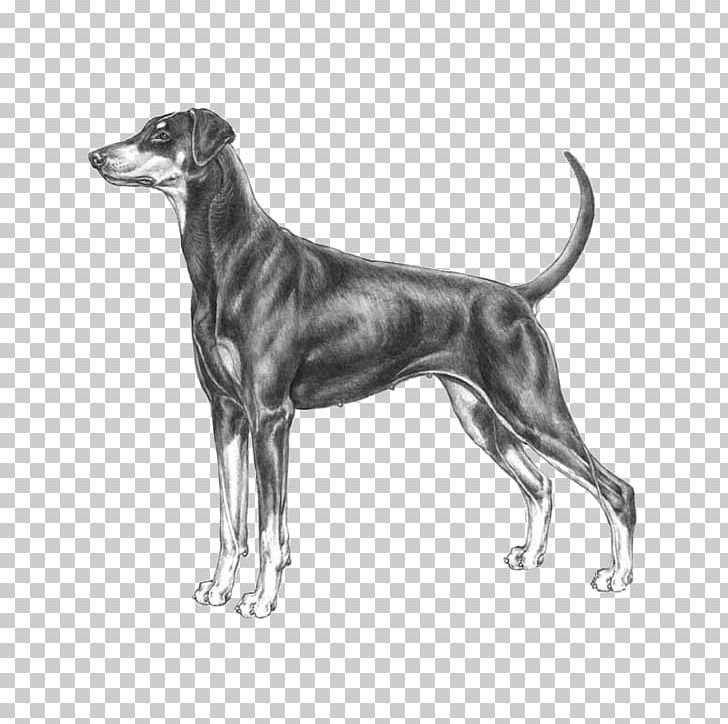 Dog Breed Greyhound Dobermann Standard Schnauzer German Pinscher PNG, Clipart, Affenpinscher, Austrian Pinscher, Azawakh, Black And White, Breed Free PNG Download
