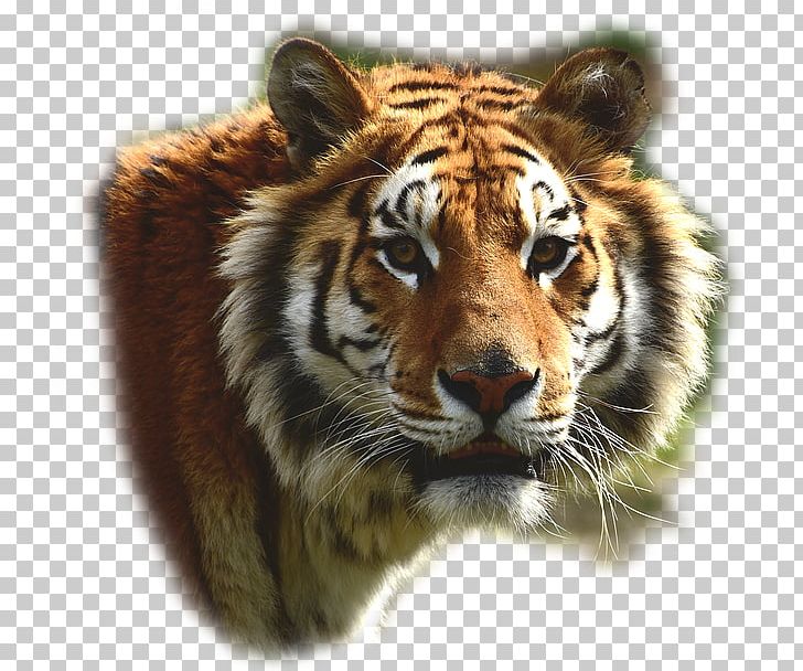 Felidae Bengal Tiger Lion Big Cat Leopard PNG, Clipart, Animal, Animals, Bengal Cat, Bengal Tiger, Big Cat Free PNG Download