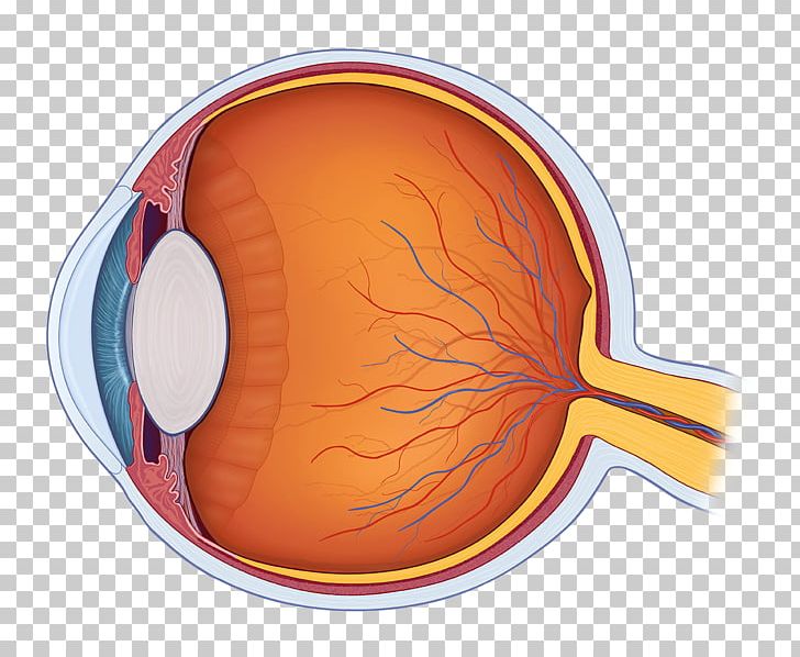 Human Eye Anatomy Human Body PNG, Clipart, Anatomy, Conjunctiva, Cross Section, Eye, Human Body Free PNG Download