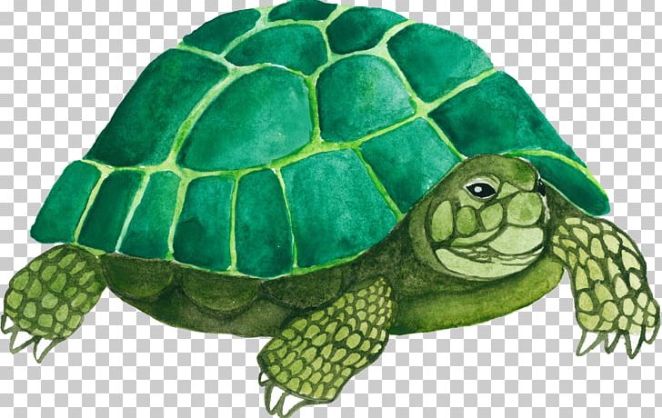 Sea Turtle Tortoise Emydidae PNG, Clipart, Animal, Animals, Background Green, Cartoon, Cartoon Animals Free PNG Download