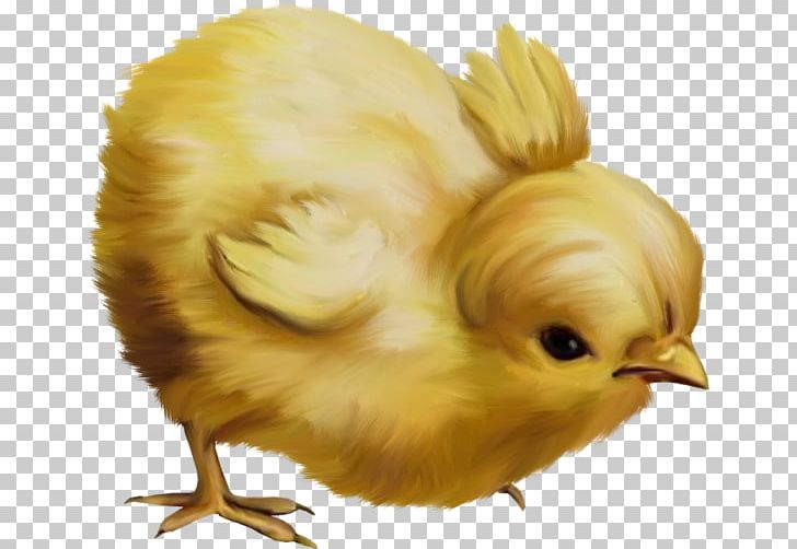 Chicken Easter Kifaranga PNG, Clipart, Animal, Animals, Beak, Bird, Cartoon Chick Free PNG Download