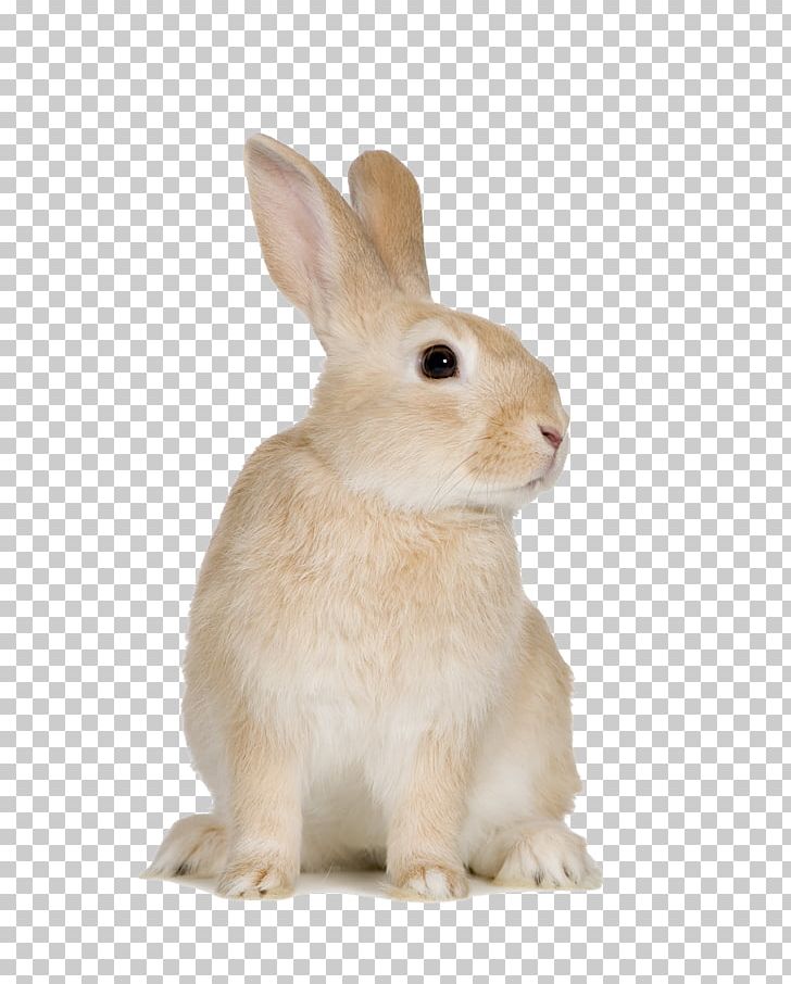 Domestic Rabbit Cat Hare PNG, Clipart, Animal, Animals, Cat, Cuteness, Domestic Rabbit Free PNG Download