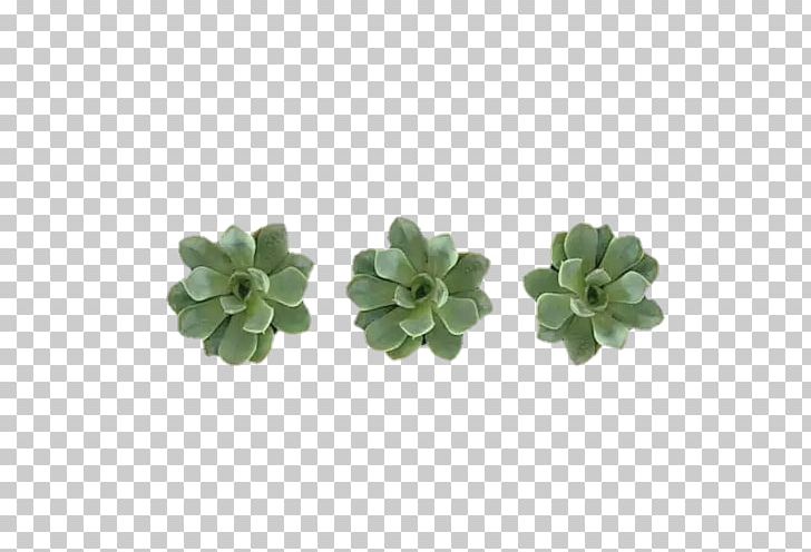 Editing Plant PNG, Clipart, Cactus, Computer Icons, Drawing, Editing, Flower Free PNG Download