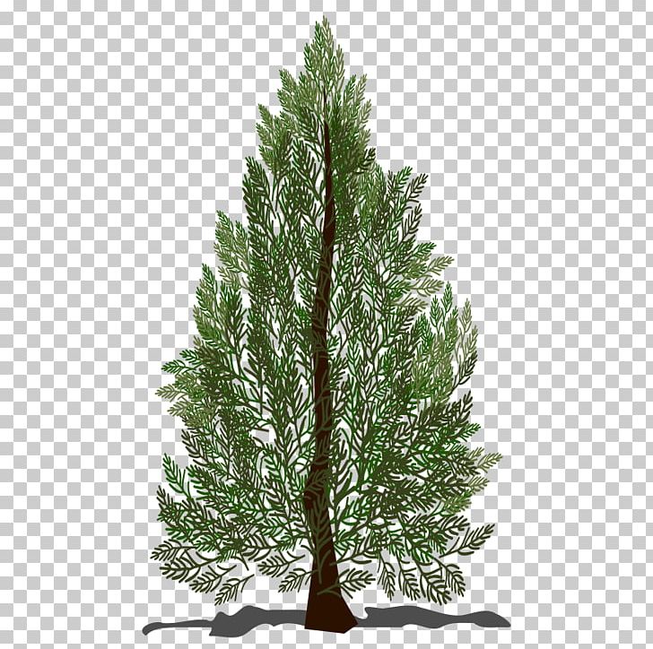 Pine Spruce Fir Tree PNG, Clipart, Biome, Branch, Christmas Tree, Conifer, Conifers Free PNG Download