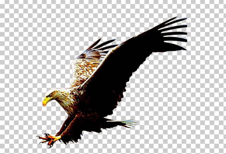 Computer File PNG, Clipart, Accipitriformes, Animals, Bald Eagle, Beak, Bird Free PNG Download