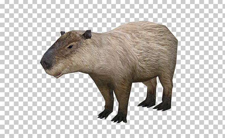 Capybara Rodent Rat Wikia PNG, Clipart, Animal, Animals, Beaver, Capybara, Fauna Free PNG Download