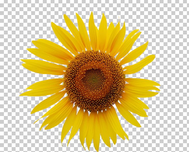 Common Sunflower PNG, Clipart, Closeup, Daisy Family, Flower, Flowers, Petal Free PNG Download