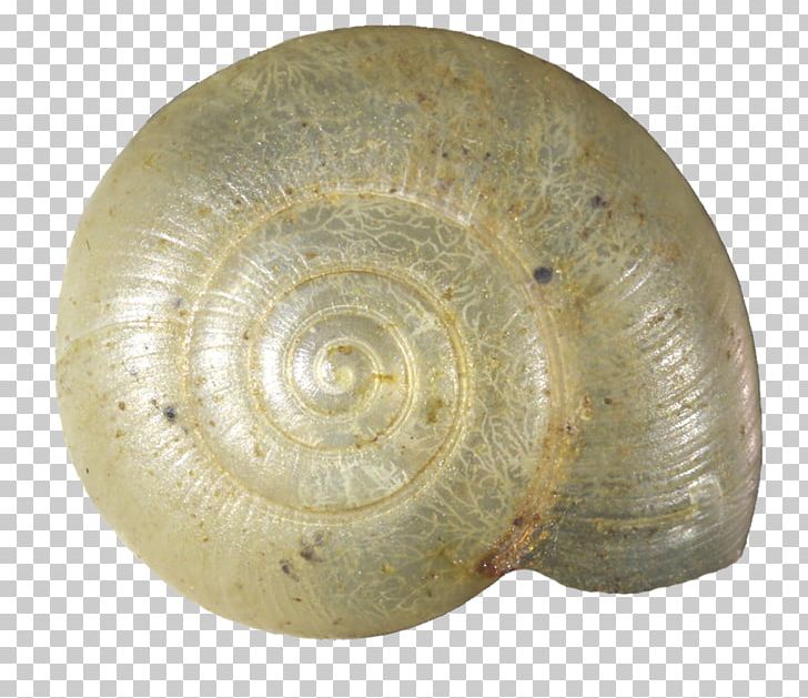 Snail Seashell Invertebrate Mollusc Shell Gastropod Shell PNG, Clipart, Ampullariidae, Animals, Artifact, Conchology, Fossil Free PNG Download