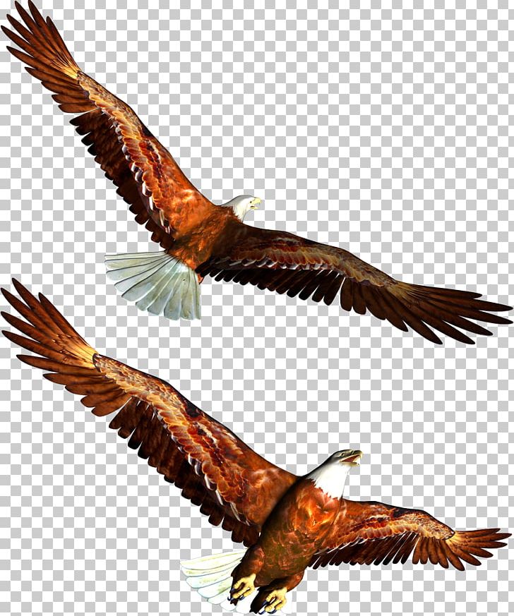 Bald Eagle PNG, Clipart, Accipitriformes, Animal, Animals, Asuka, Bald Eagle Free PNG Download