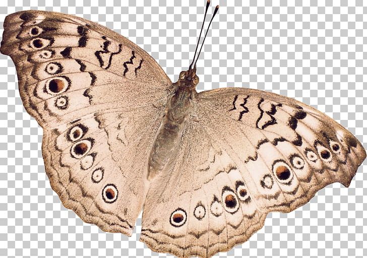 Butterfly Papillon Dog Nymphalidae PNG, Clipart, Arthropod, Bombycidae, Brown Butterfly, Brush Footed Butterfly, Butterfly Pattern Free PNG Download