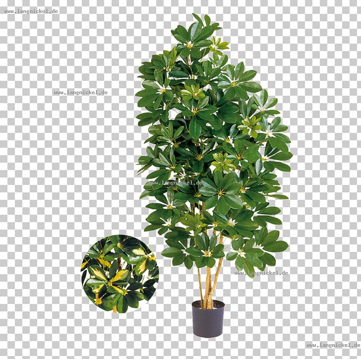 Dwarf Umbrella Tree Schefflera Actinophylla Green Flowerpot PNG, Clipart, Artificial Flower, Bonsai, Color, Evergreen, Flower Free PNG Download