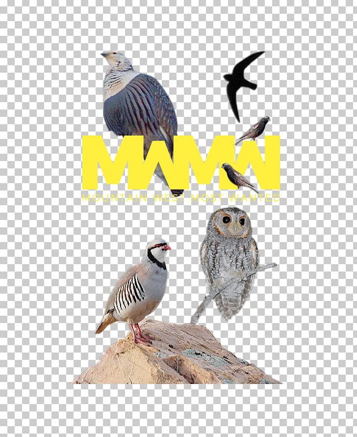 Galliformes Bird Of Prey Beak Feather PNG, Clipart, Beak, Bird, Bird Of Prey, Cuckoos, Cuculiformes Free PNG Download