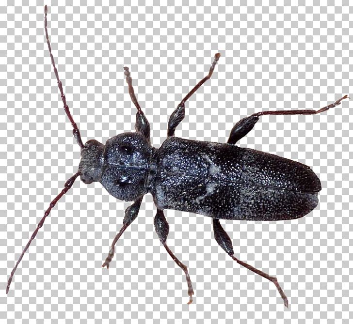 Ground Beetle Weevil Longhorn Beetle K2 PNG, Clipart, Animal, Animals, Ant, Anthony Mcpartlin, Arthropod Free PNG Download