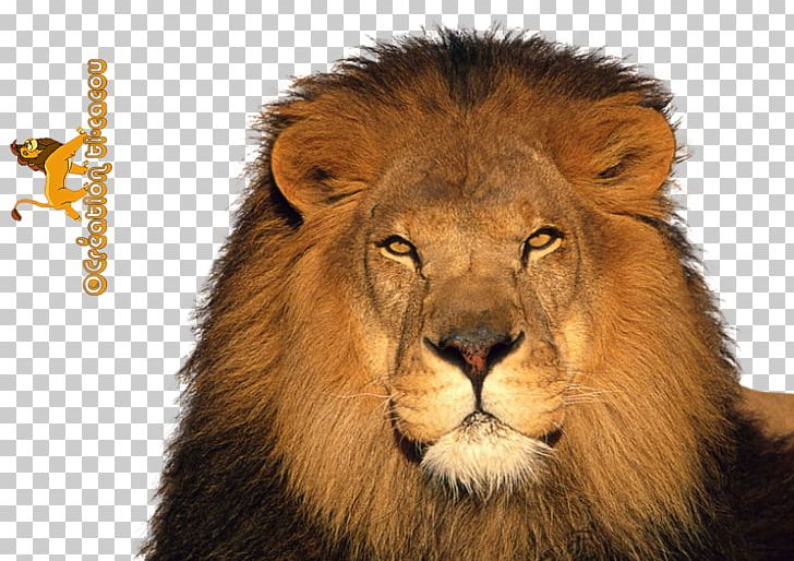 The Lion And The Mouse Jaguar Tiger Leopard PNG, Clipart, Animal, Animals, Big Cat, Big Cats, Carnivoran Free PNG Download