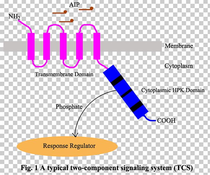 Two-component Regulatory System Two-component Signal Transduction Staphylococcus Aureus Histidine Kinase Bacteria PNG, Clipart, Angle, Area, Bacteria, Cell Signaling, Circle Free PNG Download