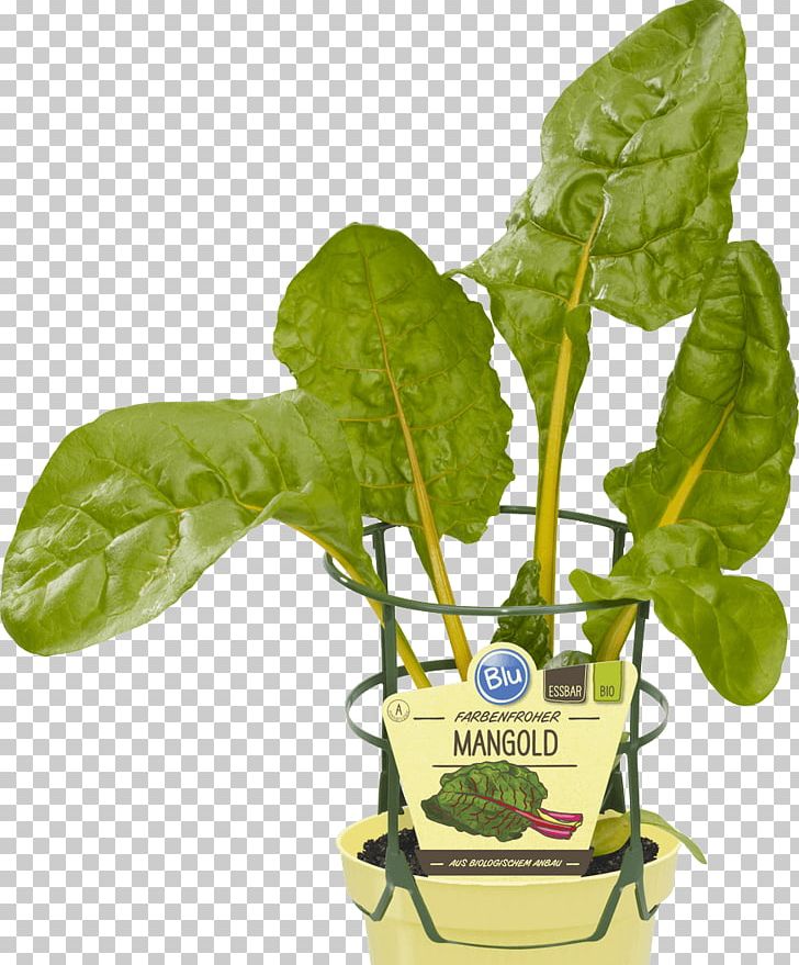 Chard Common Beet Vegetable Spinach Beetroot PNG, Clipart, Annual Plant, Basil, Beetroot, Beta, Casserole Free PNG Download