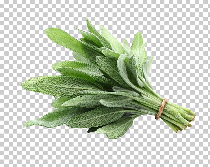 Common Sage Sage Of The Diviners White Sage Herbaceous Plant Fines Herbes PNG, Clipart, Common Sage, Condiment, Fines Herbes, Flower, Grass Free PNG Download