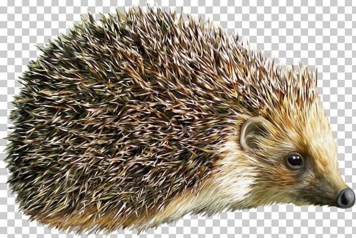 Hedgehog PNG, Clipart, Hedgehog Free PNG Download