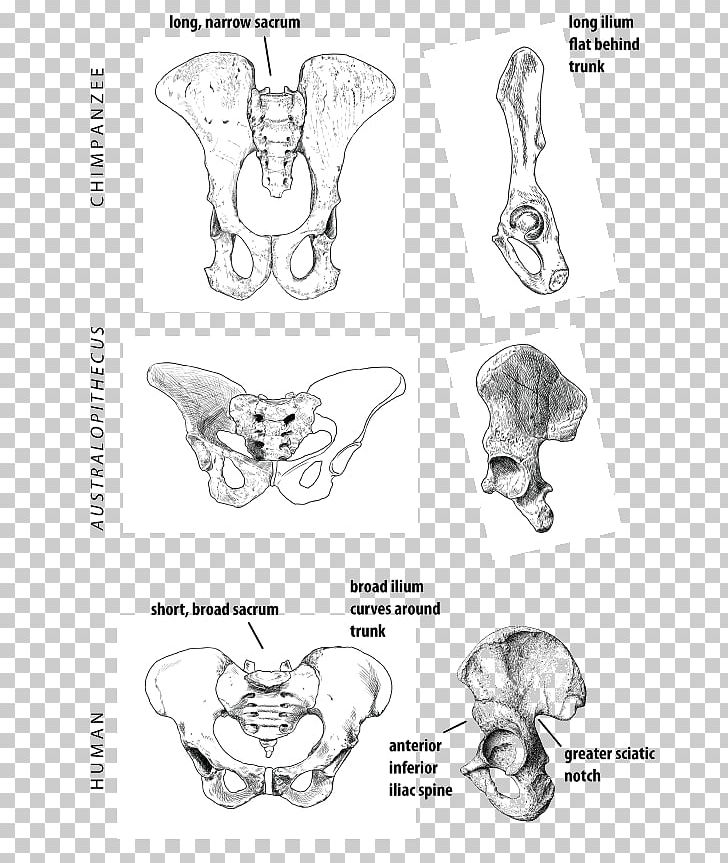 Sex Position Human Sexual Activity Sexual Intercourse Ear Homo Sapiens PNG, Clipart, Angle, Artwork, Australopithecine, Ayah, Black And White Free PNG Download