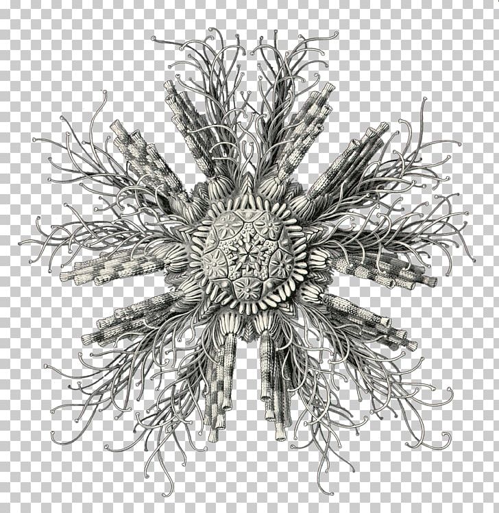 Cactus Culture For Amateurs Dance Organization Pereskia Leuchtenbergia PNG, Clipart, Amateurs, Black And White, Branch, Cactaceae, Cactus Free PNG Download