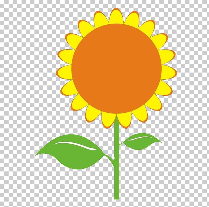 Common Sunflower Sunflower Seed Illustration PNG, Clipart, Cartoon, Circle, Daisy Family, Flower, Flowers Free PNG Download