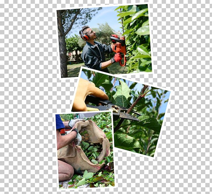 Gardener Hedge Agentur Mary Poppins PNG, Clipart, Dresden, European Beech, Fauna, Flora, Gardener Free PNG Download