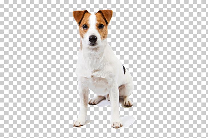Jack Russell Terrier Parson Russell Terrier Harrier Smooth Fox Terrier PNG, Clipart, American Kennel Club, Animals, Carnivoran, Companion Dog, Dog Breed Free PNG Download